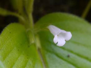 Microchirita hamosa